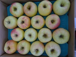 知事賞受賞のぐんま名月の写真