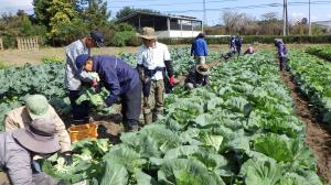 キャベツ収穫作業の写真