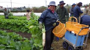 ダイコン収穫作業の様子