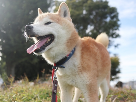 福禄寿のからだの画像5