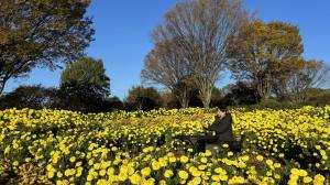 マリーゴールド(黄色)の写真