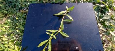 ナガエツルノゲイトウ（館林市提供）の写真