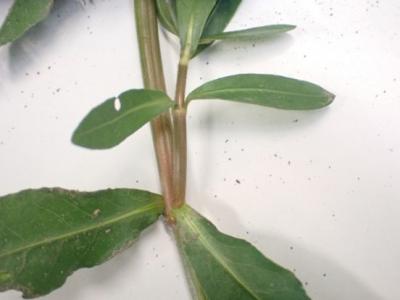 ナガエツルノゲイトウ（対に展開）