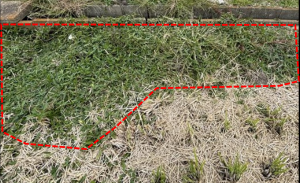 ナガエツルノゲイトウの画像1