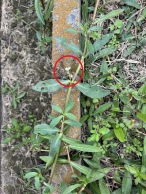 ナガエツルノゲイトウの画像２