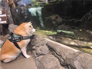 道の駅水紀行館と犬の写真