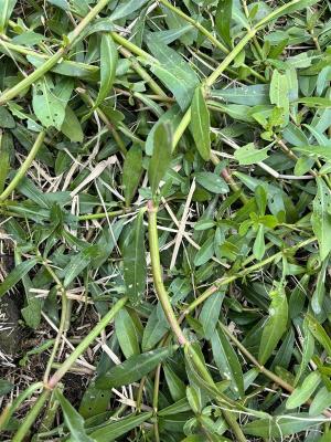 発生した畦畔の様子(拡大)の写真1