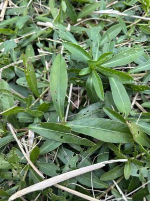 発生した畦畔の様子(拡大)の写真2