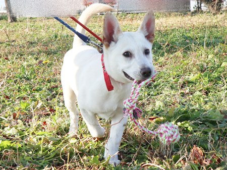 ニーロのからだの画像