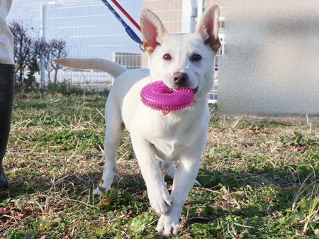 ニーロのからだの画像2