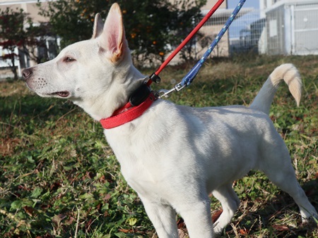 ニーロのからだの画像3