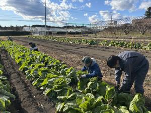 ハクサイの結束作業の様子の写真