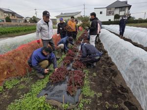 収穫作業の様子写真
