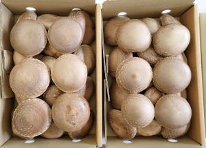 第28回金賞しいたけ