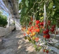 ミニトマトの写真