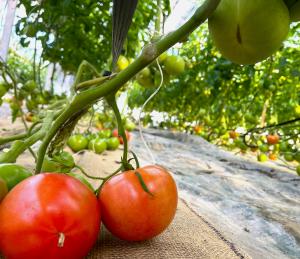 上田農園の大玉トマトの写真
