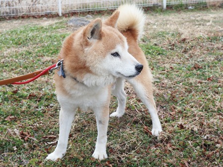 福禄寿からだの画像2