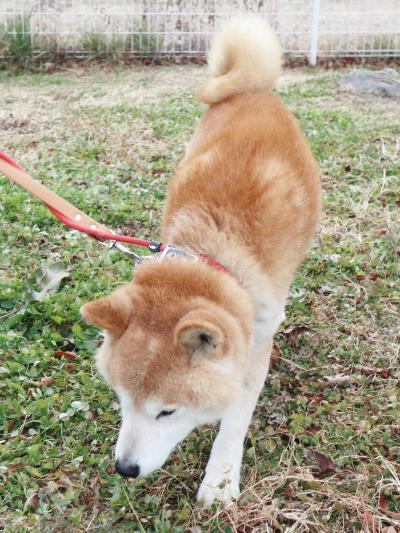 福禄寿からだの画像3