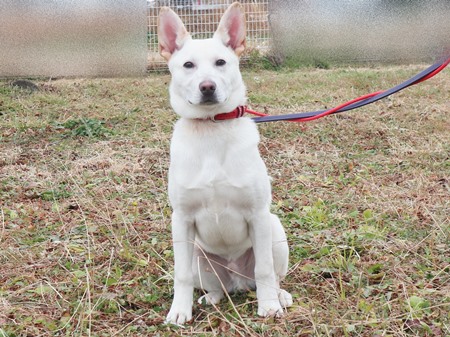 ニーロからだ画像