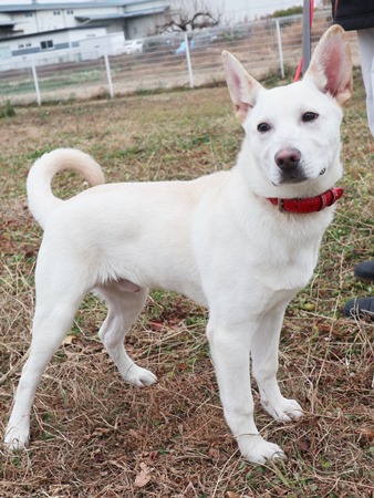 ニーロからだ画像3