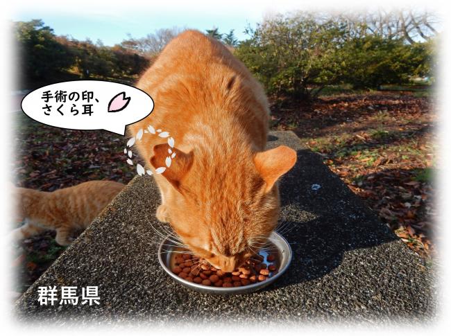 飼い主のいない猫画像