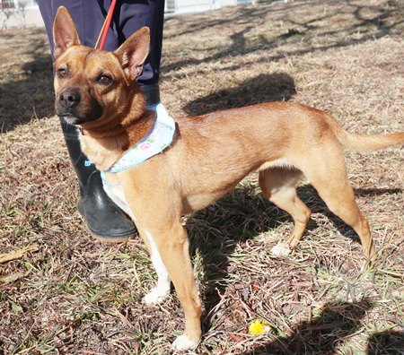 ディンゴからだ写真2