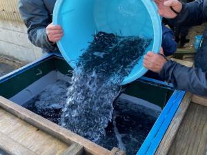 トラックの水槽に移している様子の写真