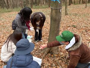 オオムラサキ越冬幼虫調査
