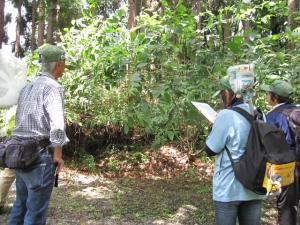 チョウのモニタリング調査