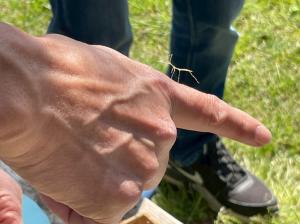 カマキリの赤ちゃん
