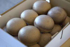 金賞受賞の生しいたけの写真