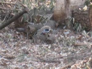 アカゲラが木を突いている姿