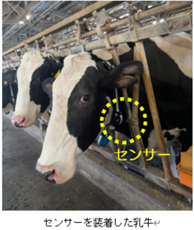 センサーを装着した乳牛の写真