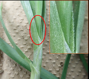 ニラの葉の表面に光沢を伴うざらついた症状(赤丸部分)の写真
