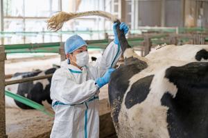 獣医師2(令和7年度)業務写真1