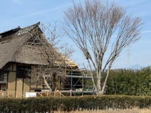 かやぶき民家屋根