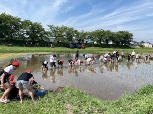 小学生の農業体験
