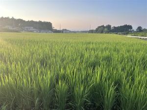 水田の写真