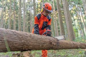 環境森林コース チェンソー作業の様子の写真