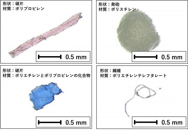 採取されたマイクロプラスチックの一例画像
