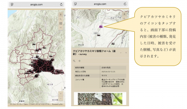 ぐんまクビアカネット（スマートフォン画面）