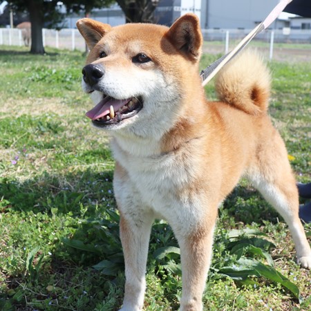 チョップのからだの画像2