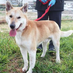 収容犬の顔写真