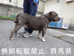 保護している犬の写真2