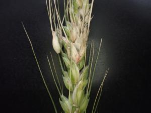表1　小麦赤かび病の写真