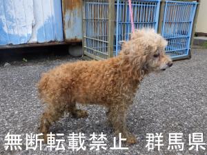 保護している犬の写真2