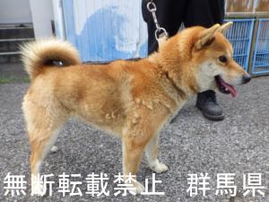 保護している犬の写真2