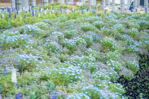 ネモフィラの画像