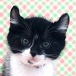 猫の写真（オリバー）