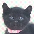 猫の写真（エドガー）